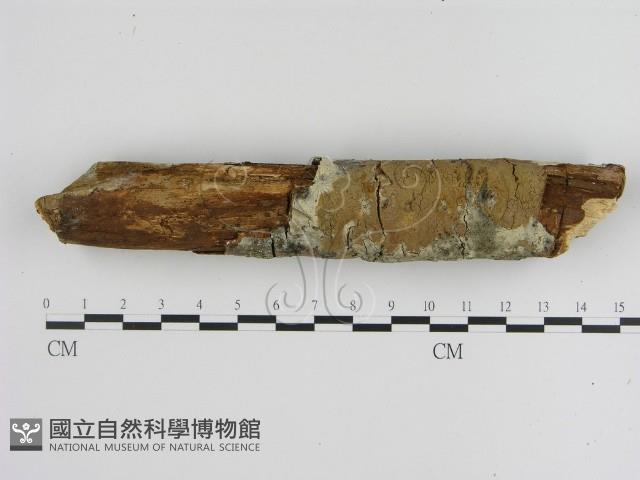 刺革菌屬藏品圖，第1張