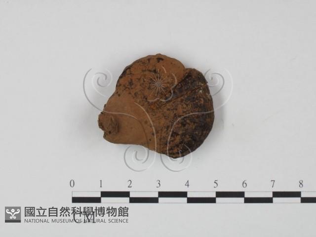 登錄號:F0010876藏品圖，第1張