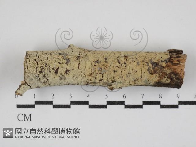 登錄號:F0030876藏品圖，第1張