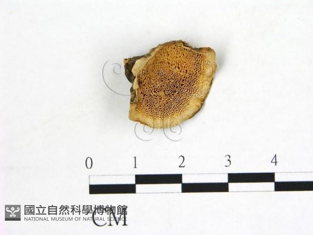 登錄號:F0006876藏品圖，第1張