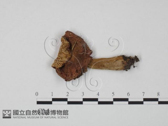 紅菇屬藏品圖，第1張