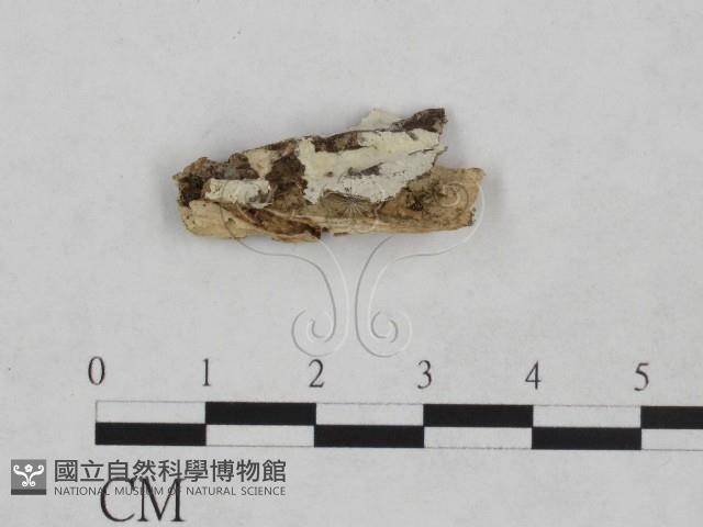 登錄號:F0024876藏品圖，第1張