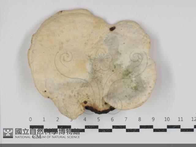 登錄號:F0034876藏品圖，第1張