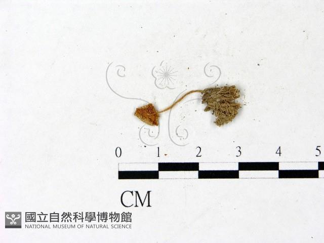 登錄號:F0022876藏品圖，第1張