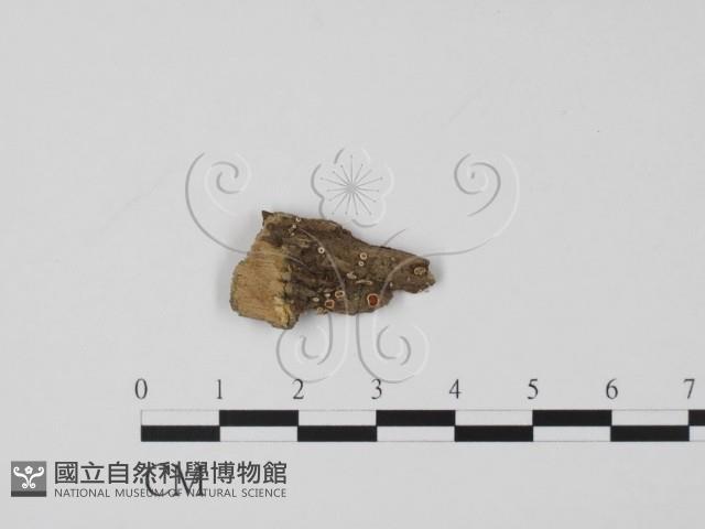 登錄號:F0012876藏品圖，第1張