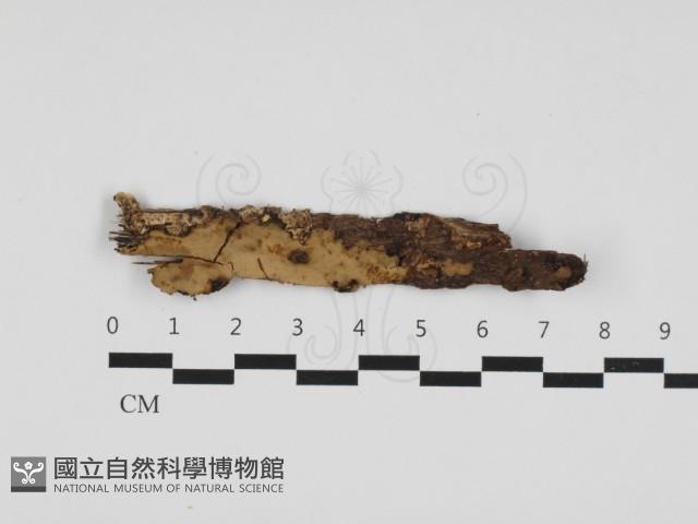 登錄號:F0032876藏品圖，第1張