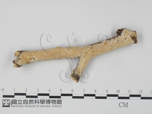 登錄號:F0007876藏品圖，第1張