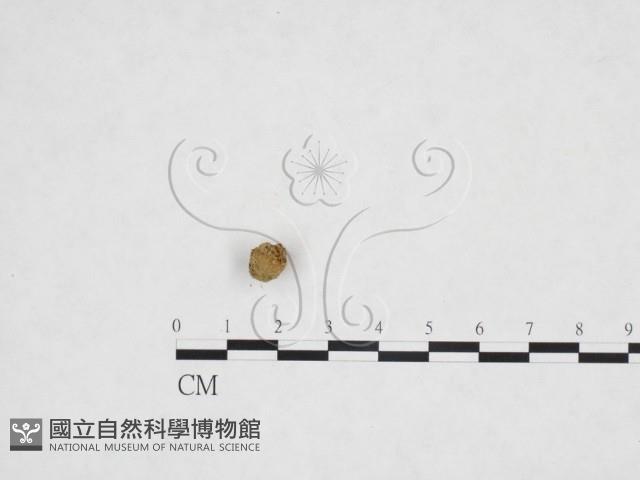 登錄號:F0025876藏品圖，第1張