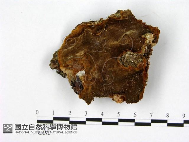 登錄號:F0005876藏品圖，第1張