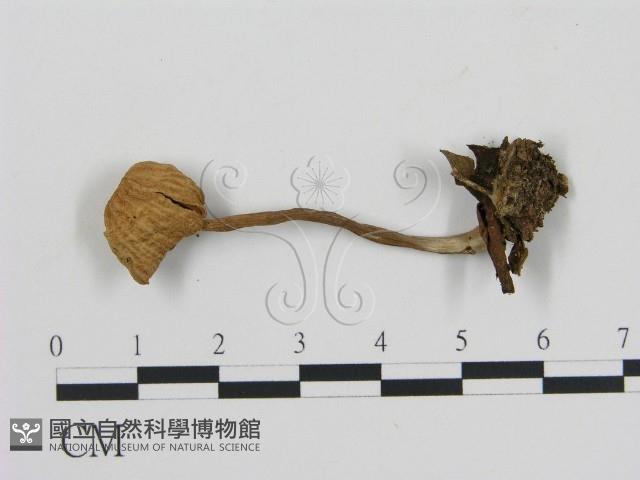 登錄號:F0015876藏品圖，第1張