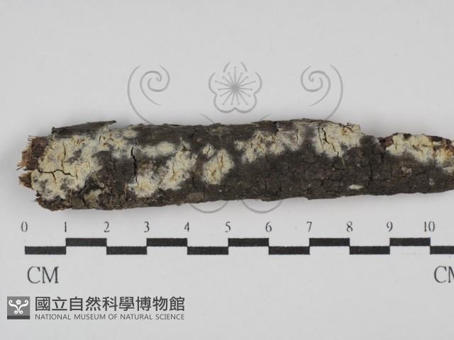 登錄號:F0029876藏品圖，第1張