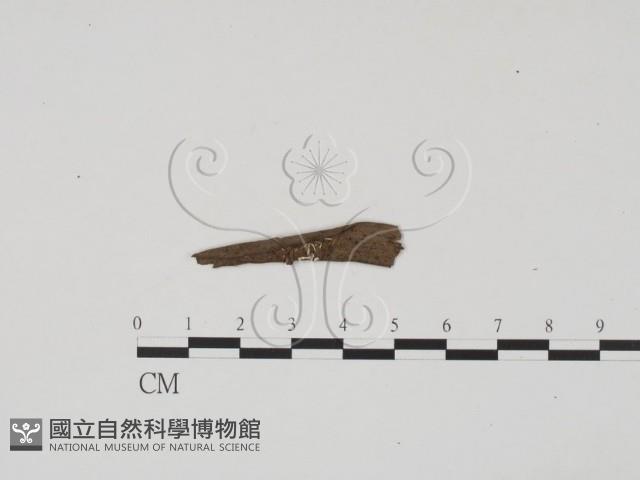 登錄號:F0009876藏品圖，第1張