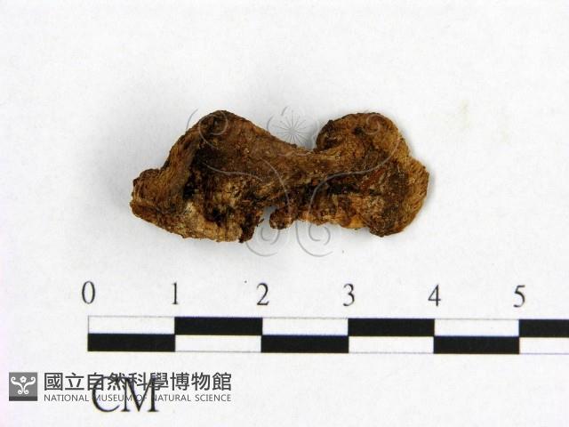 登錄號:F0019876藏品圖，第1張