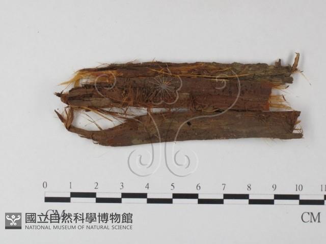 小皮傘屬藏品圖，第1張