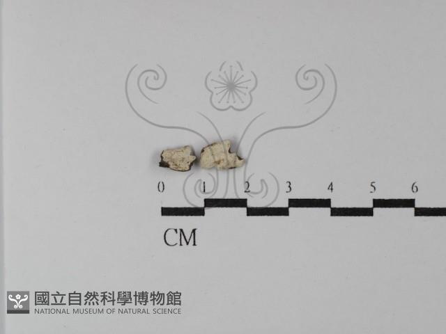 登錄號:F0003876藏品圖，第1張