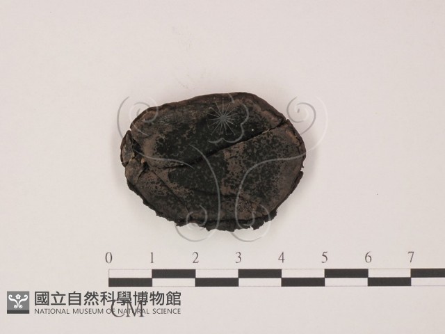登錄號:F0013876藏品圖，第1張