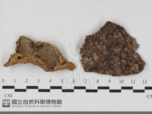 登錄號:F0033876藏品圖，第1張