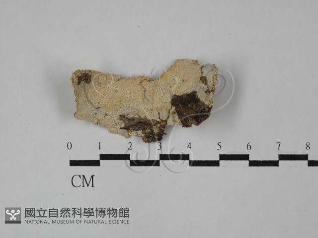 登錄號:F0028976藏品圖，第1張