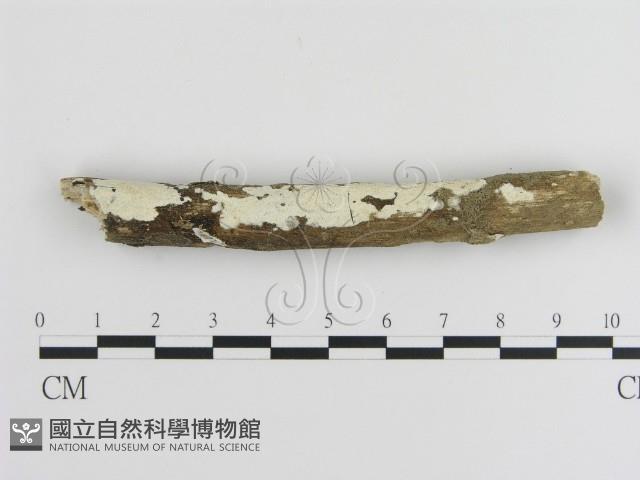 絲皮菌屬藏品圖，第1張