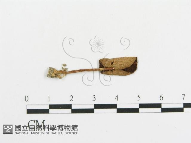傘菌屬藏品圖，第1張