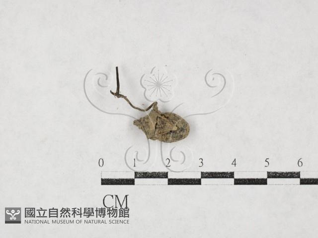 登錄號:F0026976藏品圖，第1張