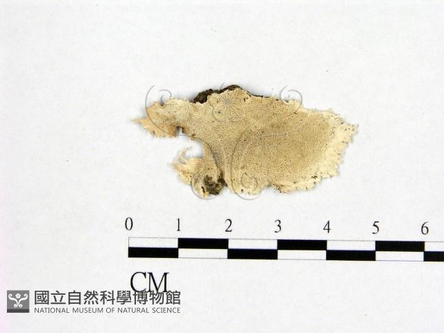 登錄號:F0006976藏品圖，第1張