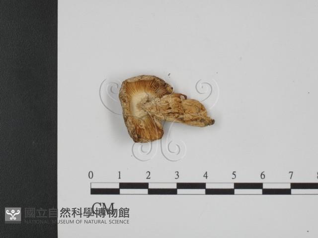 登錄號:F0021976藏品圖，第1張