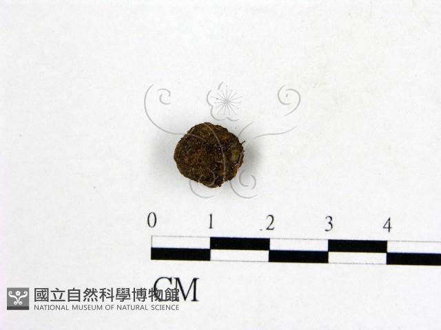 登錄號:F0001976藏品圖，第1張