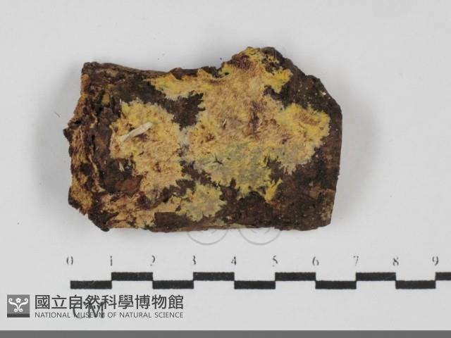 白邊黃孔菌藏品圖，第1張