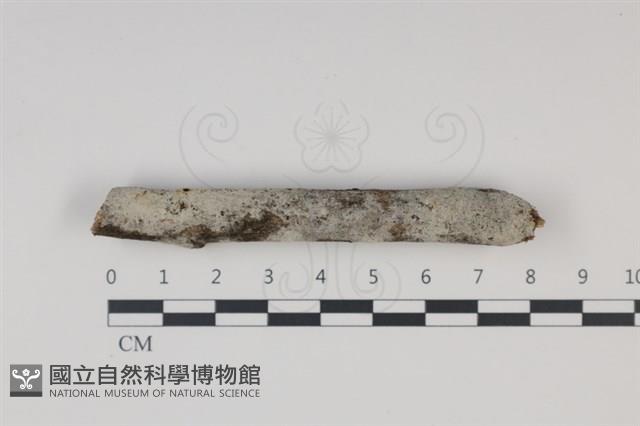 剛毛絲皮菌藏品圖，第1張