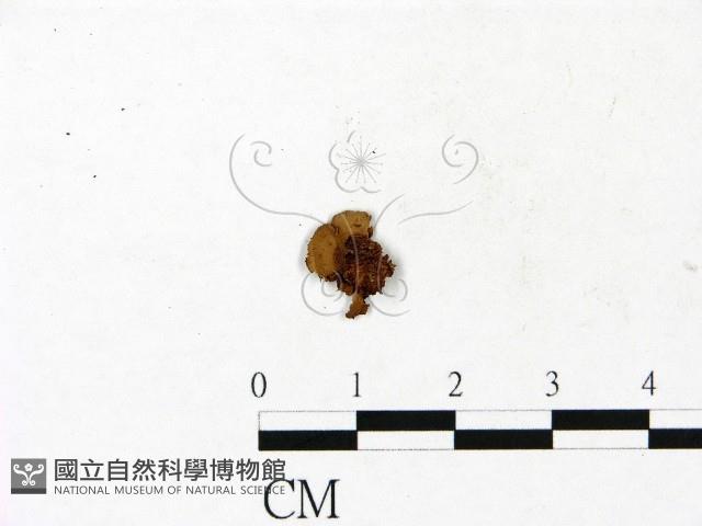 登錄號:F0022976藏品圖，第1張