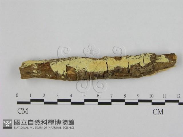 銳孔菌屬藏品圖，第1張