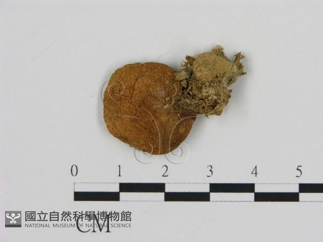 登錄號:F0012976藏品圖，第1張