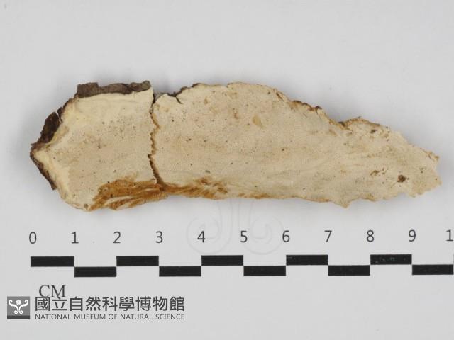 多年臥孔菌屬藏品圖，第1張