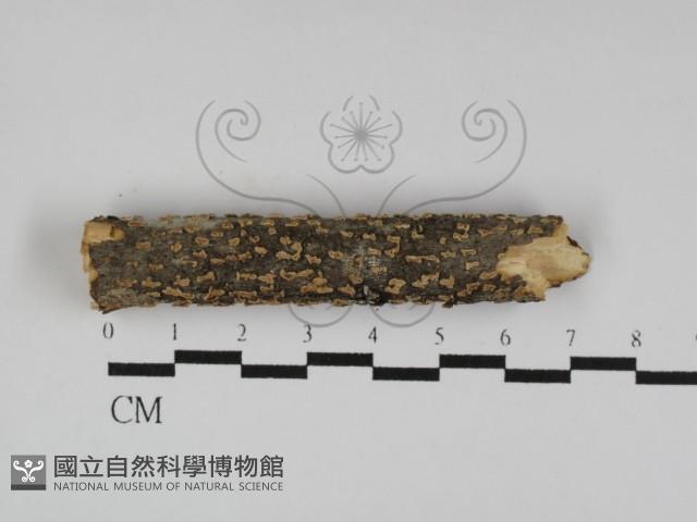 登錄號:F0027976藏品圖，第1張
