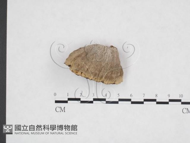 登錄號:F0025976藏品圖，第1張