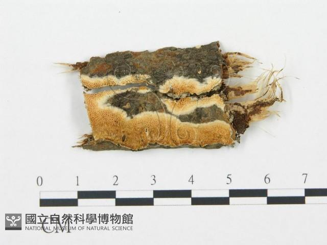 登錄號:F0005976藏品圖，第1張