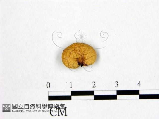 登錄號:F0015976藏品圖，第1張