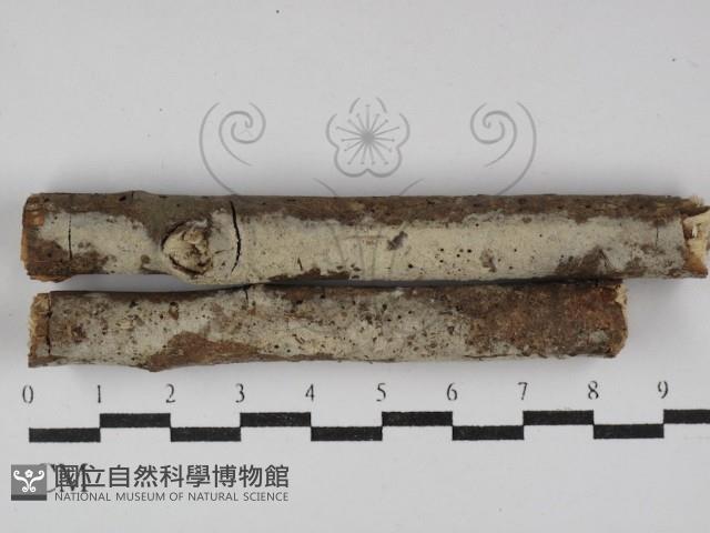 剛毛絲皮菌藏品圖，第1張