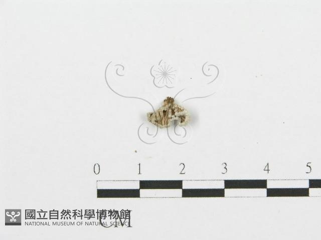 裂褶菌藏品圖，第1張