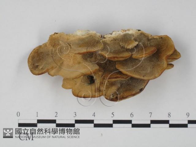 登錄號:F0019976藏品圖，第1張