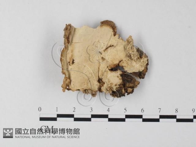 登錄號:F0023976藏品圖，第1張