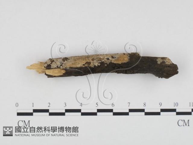 顯絲菌屬藏品圖，第1張