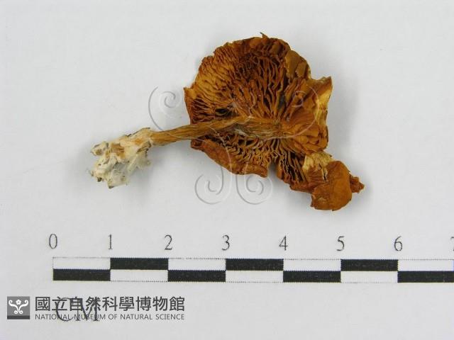 登錄號:F0013976藏品圖，第1張