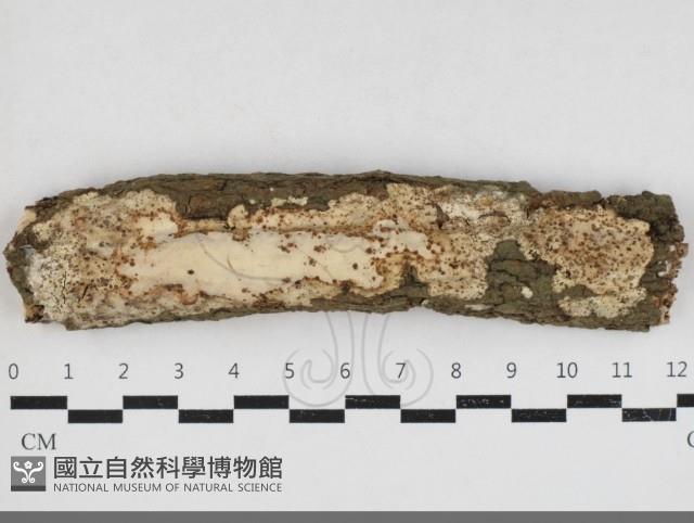 登錄號:F0033976藏品圖，第1張