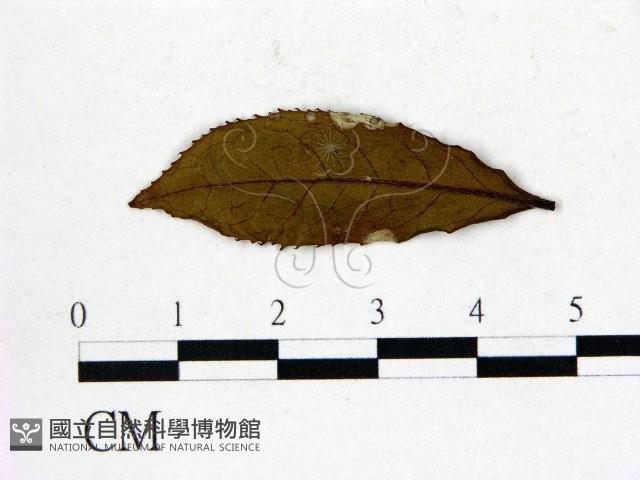 登錄號:F0020676藏品圖，第1張