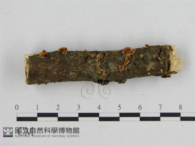 登錄號:F0010676藏品圖，第1張