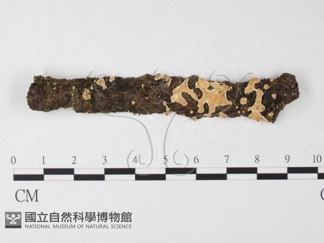 盤革菌屬藏品圖，第1張