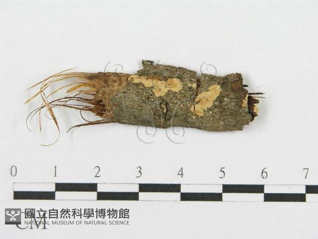 登錄號:F0016676藏品圖，第1張