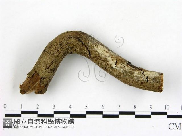 冇骨消絲齒菌藏品圖，第1張